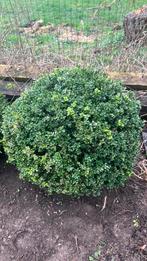 Grote Buxus bollen diameter ca. 80cm, Tuin en Terras, Ophalen, Buxus