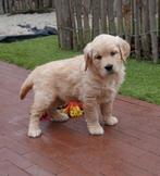 Prachtige Golden retriever pups (ouders getest!), Dieren en Toebehoren, Honden | Retrievers, Spaniëls en Waterhonden, CDV (hondenziekte)