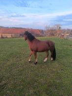 étalon franche-montagne, Étalon