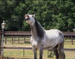 Lieve pre andalusier hengst, Dieren en Toebehoren, Hengst, 3 tot 6 jaar, Gechipt, 160 tot 165 cm