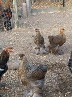 brahma kippen, Dieren en Toebehoren, Pluimvee, Meerdere dieren, Kip