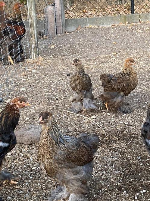 brahma kippen, Dieren en Toebehoren, Pluimvee, Kip, Meerdere dieren