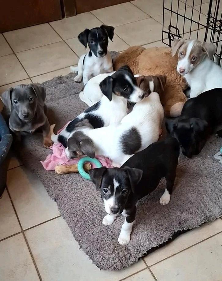 Lieve Jack Russell pups met speciale kleurtjes op boerderij, Dieren en Toebehoren, Honden | Jack Russells en Terriërs, Meerdere dieren