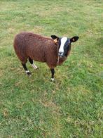 Zwartbles schapen
