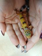 Luipaardgekko nakweek, Dieren en Toebehoren