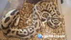 Python 150 euro, Dieren en Toebehoren