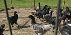 Australorp hennen, Dieren en Toebehoren, Pluimvee