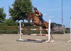 D-pony zoekt nieuw 5* huisje, Dieren en Toebehoren, Pony's, B, 11 jaar of ouder, Recreatiepony, D pony (1.37m tot 1.48m)