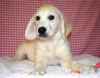 Supermooie Golden retriever pup!, CDV (hondenziekte), Golden retriever, Teef, Buitenland