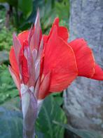 bloemknollen cana's, Tuin en Terras, Ophalen, Voorjaar, Halfschaduw, Knol