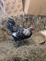 Gratis haan, Dieren en Toebehoren