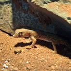 Zandgecko's: 2 vrouwtjes & 1 mannetje, Dieren en Toebehoren, Reptielen en Amfibieën, Hagedis