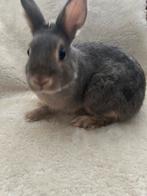 Konijn man, Dieren en Toebehoren, Mannelijk, Dwerg, Hangoor, 0 tot 2 jaar