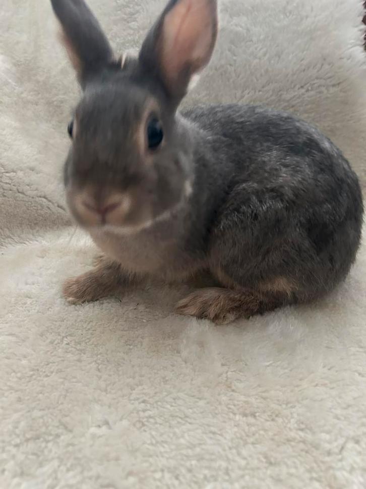 Konijn man, Dieren en Toebehoren, Konijnen, Dwerg, Mannelijk, 0 tot 2 jaar, Hangoor