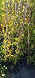 Bio doornloze braam "Triple Crown" en "Black Satin", Ophalen, Volle zon, Vaste plant, Fruitplanten