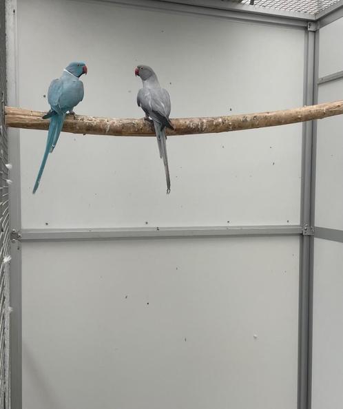 Opaline bont  halsbandparkiet pop kweekrijp, Dieren en Toebehoren, Vogels | Parkieten en Papegaaien, Parkiet, Vrouwelijk, Geringd