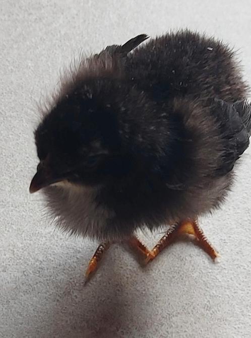 Piepkuiken te koop, Dieren en Toebehoren, Pluimvee