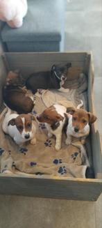 Mooie kortpotige jack Russell pupjes, Dieren en Toebehoren, België, Fokker | Hobbymatig, Jack Russell Terriër, Reu