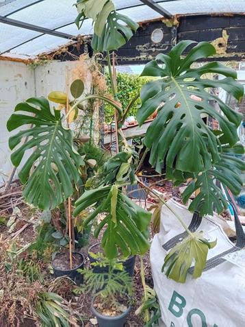 Monstera  beschikbaar voor biedingen