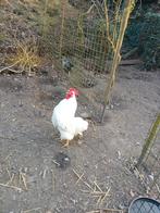 mooie witte haan, Dieren en Toebehoren