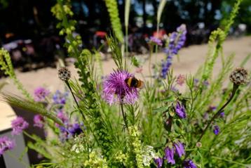 Wildebloemen zaden / veldbloemen  beschikbaar voor biedingen