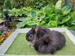 Kleurdwergen, Dieren en Toebehoren, Konijnen, Meerdere dieren, Dwerg, 0 tot 2 jaar