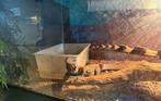 Ruwnekvaraan, Dieren en Toebehoren, Reptielen en Amfibieën