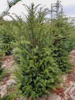 Taxus baccata, Taxus, Ophalen