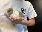 Super mooie en tamme Nederlands dwerg hangoortje voedster, Dieren en Toebehoren, Konijnen, Dwerg