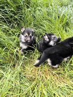 Duitse herder pups, Dieren en Toebehoren, Honden | Herdershonden en Veedrijvers, België, CDV (hondenziekte), 8 tot 15 weken, Meerdere
