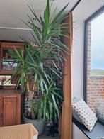 Yucca plant 250cm, Ophalen, Yucca