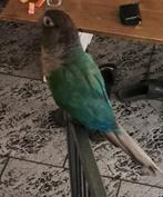 Pyrrhura's, Dieren en Toebehoren, Ophalen