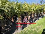Winterharde palmbomen Trachycarpus fortunei, Tuin en Terras, Planten | Bomen, Lente, 100 tot 250 cm, Palmboom, Ophalen