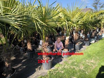 Winterharde palmbomen Trachycarpus fortunei beschikbaar voor biedingen