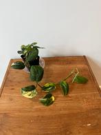 Scindapsus Jade Satin Aurea Variegata, Overige soorten, In pot, Minder dan 100 cm, Groene kamerplant
