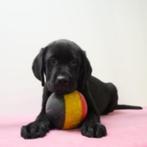 Labrador Retriever (Noir) - chiots Belges à vendre, Animaux & Accessoires, Chiens | Retrievers, Épagneuls & Chiens d'eau, Parvovirose