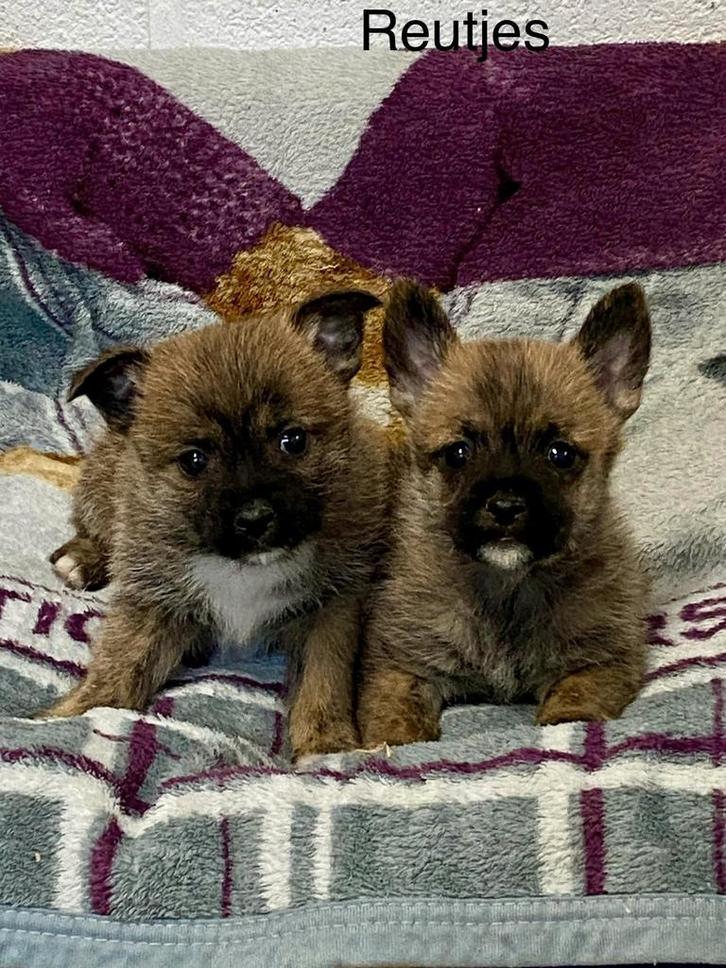 cairn terrier X pups, Dieren en Toebehoren, Honden | Jack Russells en Terriërs, Meerdere dieren, Overige rassen, Fokker | Professioneel