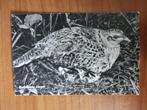 Ansichtkaart Broedende Fazant 1960 8799, Ophalen of Verzenden