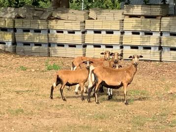 Barbados black belly schapen beschikbaar voor biedingen