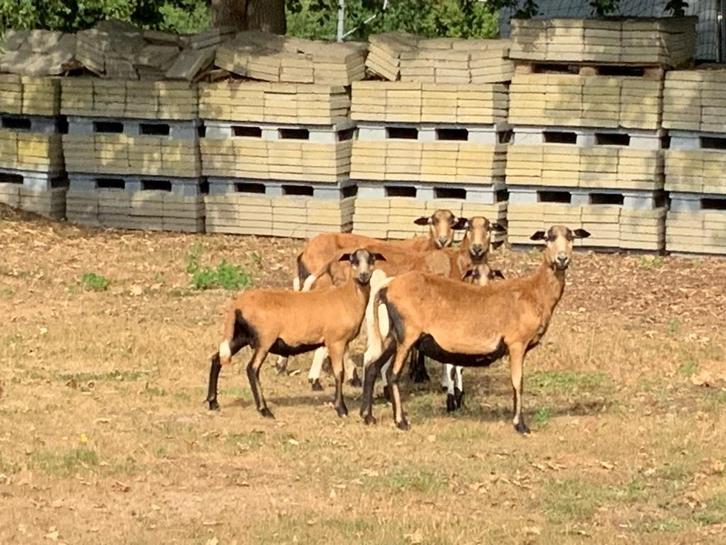 Barbados black belly schapen, Dieren en Toebehoren, Schapen, Geiten en Varkens, Schaap, Vrouwelijk, 3 tot 5 jaar