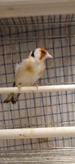 Mâle chardonneret gorge blanche 2025, Mâle