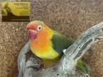Fischeri Te koop:, Dieren en Toebehoren, Meerdere dieren, Dwergpapegaai of Agapornis, Geringd