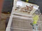 2 Vogelkooien beschikbaar, Dieren en Toebehoren, Ophalen, Gebruikt, Metaal, Vogelkooi