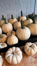 Mini-pompoenen: bio, decoratief & eetbaar!, Tuin en Terras, Ophalen