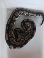 black pastel het pied, Dieren en Toebehoren, Reptielen en Amfibieën, Slang, Tam, 0 tot 2 jaar
