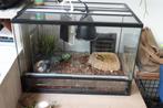 dieren, Dieren en Toebehoren, Schildpad