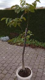 notelaar opgekweekt in containerpot, Tuin en Terras, Ophalen