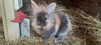 3 schattige baby konijntjes te koop, Dieren en Toebehoren, Konijnen