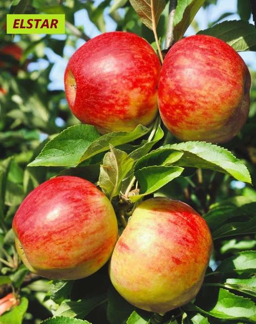 APPELBOMEN HALFSTAM: ELSTAR, JAMES GRIEVE, COX,...22€/pc, Tuin en Terras, Planten | Tuinplanten, Vaste plant, Fruitplanten, Lente