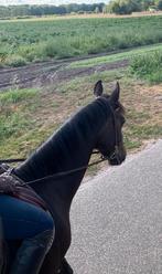 Mooi paard, Dieren en Toebehoren, Ruin, B, Gechipt, 7 tot 10 jaar